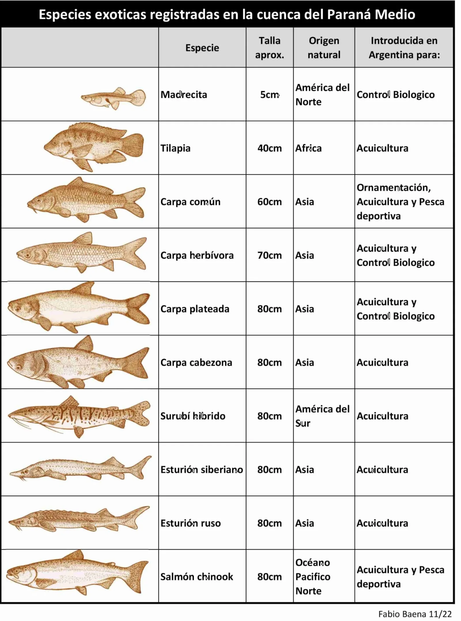 Especies de peces en el río Paraná: una guía completa