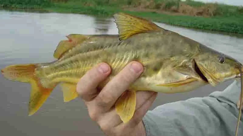 Pesca de bagre en el río Paraná: técnicas y consejos