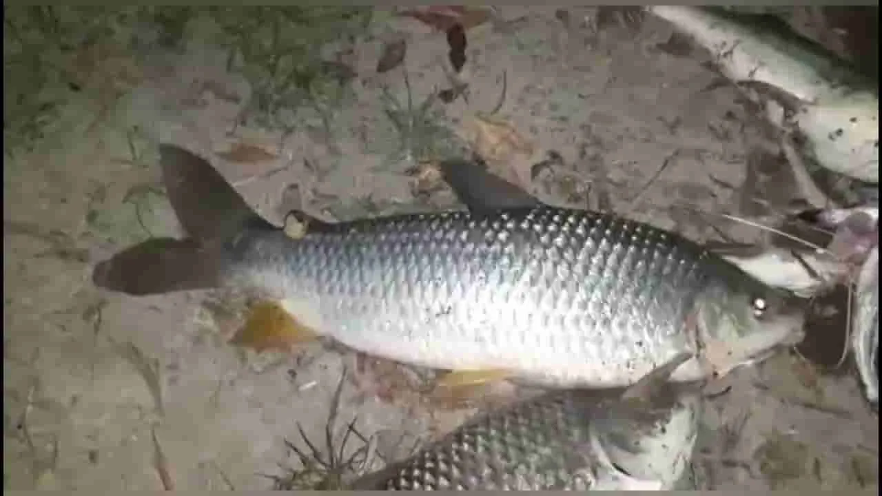 Pesca nocturna en el río Paraná: lo que necesitas saber