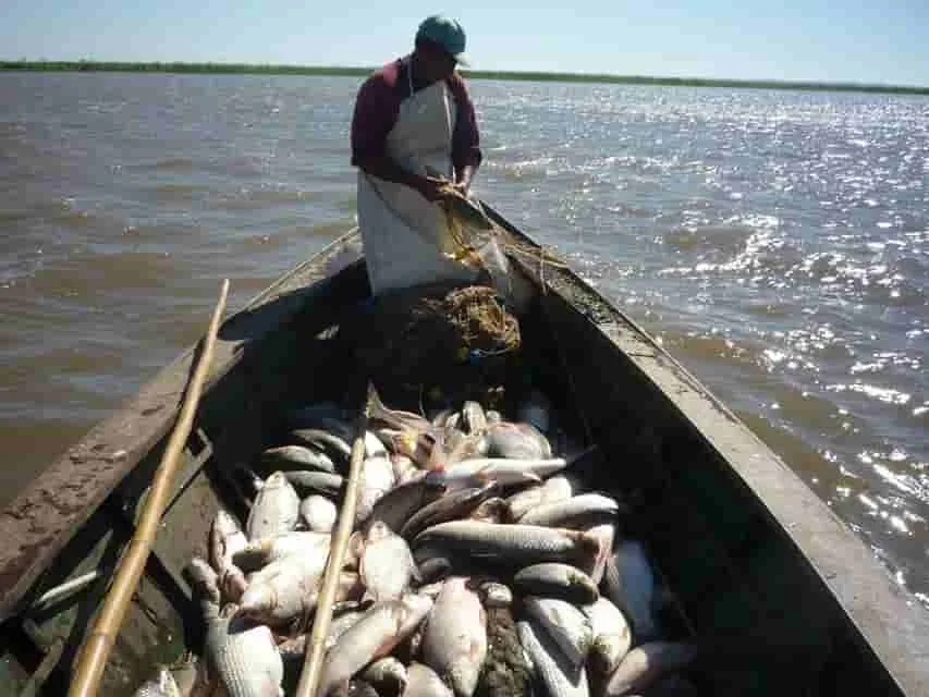 Regulaciones de pesca en el río Paraná: lo que necesitas saber